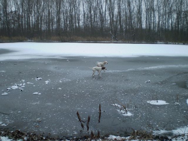 Iron és Viki - Látogatás Ironéknál (Lébény, 2007.december 26.)