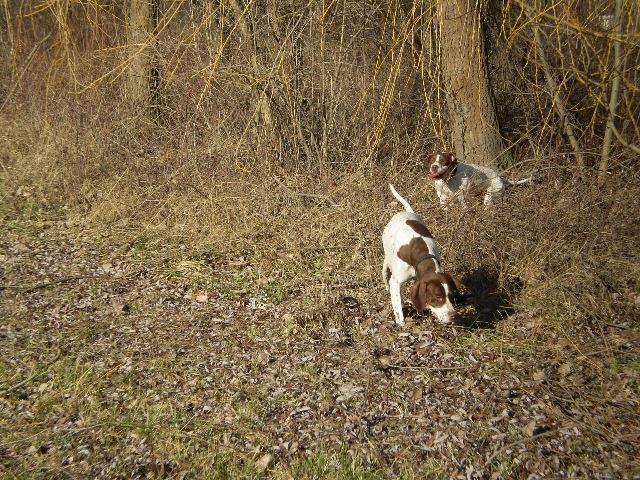 Ammily,Viki-Püspök erdő, 2008.február 3.