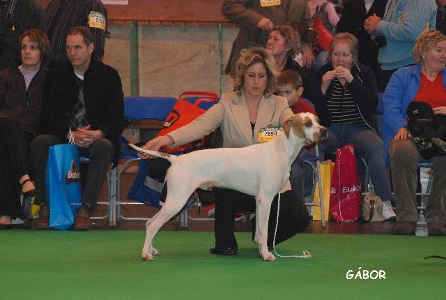 Az I alom apakutyája, Monty a Crufts Kiállításon Angliában 2008.március 7-én Open Dog 3.helyezést ért el