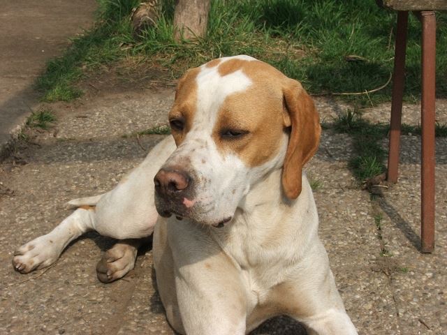 Izidor/Frodó - 2008.március 16.