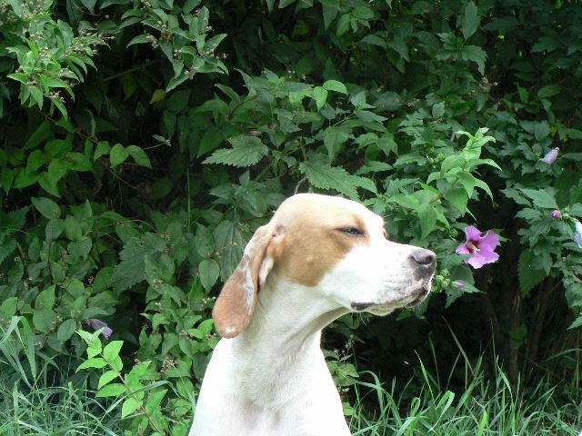 Irisz/Felice - 2008.július 17.