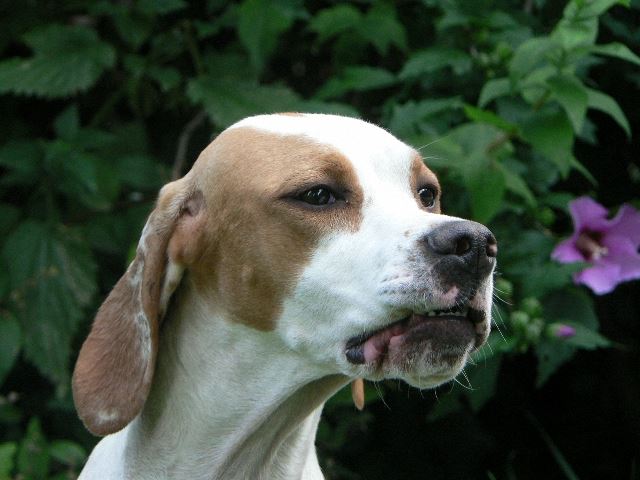 Irisz/Felice - 2008.július 17.