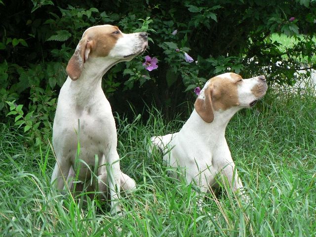 Ketten - Irisz/Felice és apja, Monty - 2008.július 17.