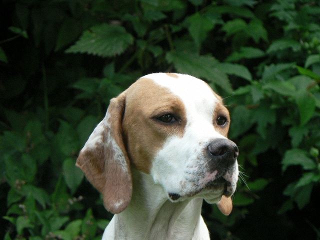 Irisz/Felice - 2008.július 17.