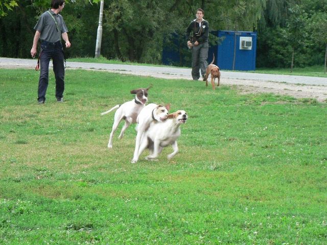 Izabella/Szellő, Monty, Irisz/Felice - 2008.július