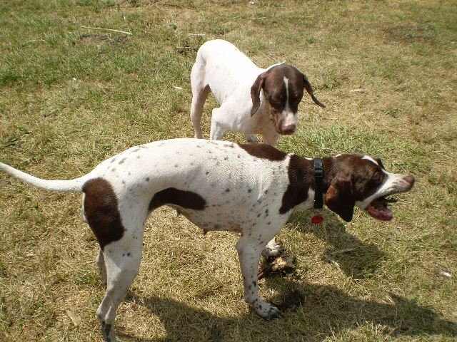 "Mi akadt a torkodon, Anya?" (Izabella/Szellő,Ammily) - Rétimajor - Pointeres nap a Magyar pointer Klub szervezésében - 2008.július 26.
