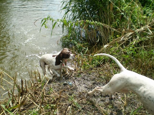 Labdajáték a tóban (Ammily,Izabella/Szellő) - Rétimajor - Pointeres nap a Magyar pointer Klub szervezésében - 2008.július 26.