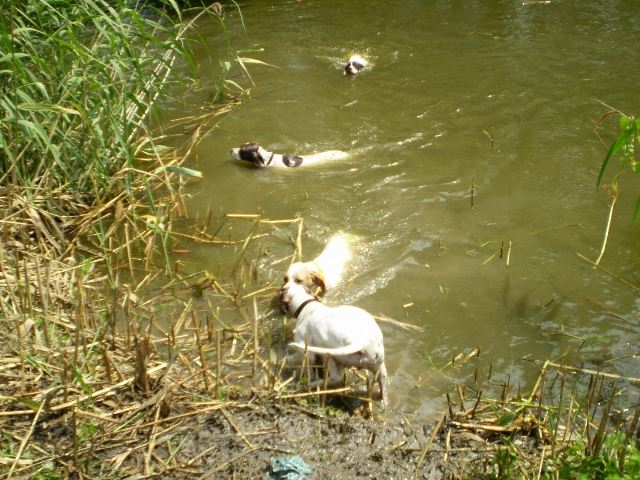Labdajáték a tóban (Izabella/Szellő,Ammily,Ottó,Viki) - Rétimajor - Pointeres nap a Magyar pointer Klub szervezésében - 2008.július 26.