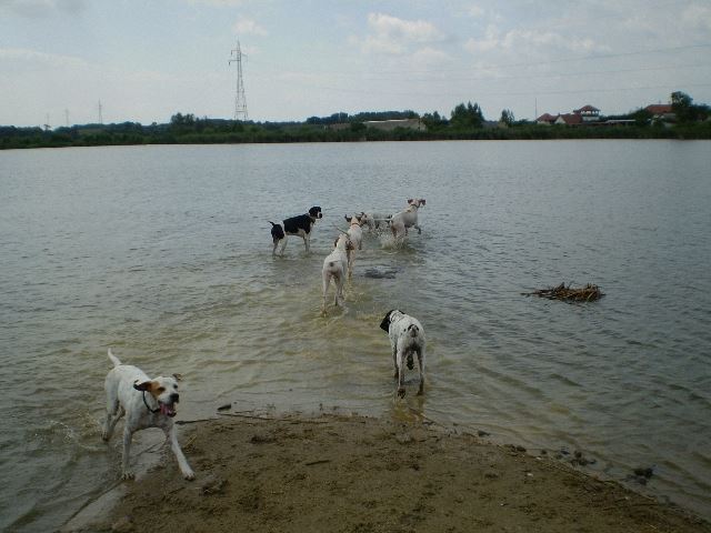 Bandázás a tóban - Rétimajor - Pointeres nap a Magyar pointer Klub szervezésében - 2008.július 26.