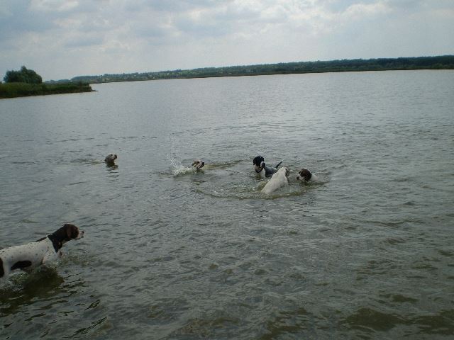 Bandázás a tóban - Rétimajor - Pointeres nap a Magyar pointer Klub szervezésében - 2008.július 26.