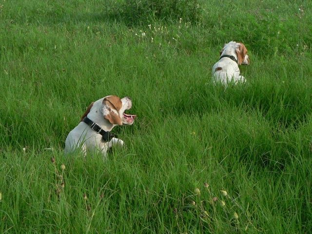 Irisz/Felice apjával - 2008.július