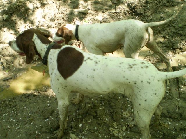 2008.április Bakonyi kirándulás (Ammily,Viki)