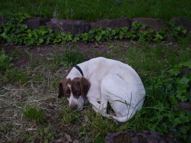 2008.május - Balatonon- Viki a kertben 