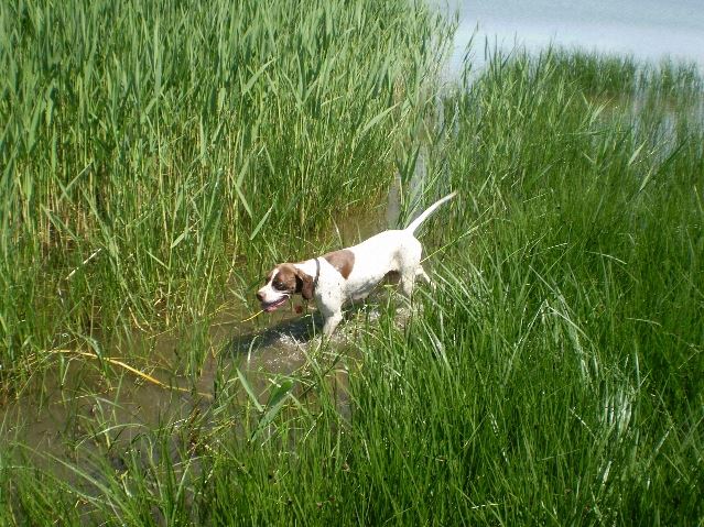 2008.május - Balatonon- Ammily a tóban