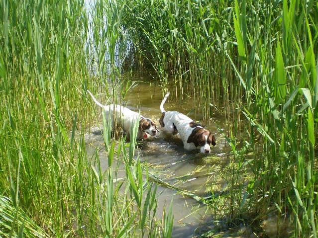 2008.május - Balatonon- Viki és Ammily a tóban