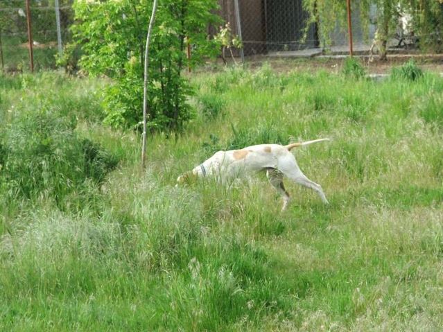 Izidor/Frodó egérvadászata