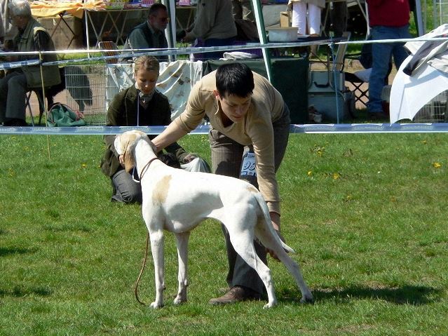 Iphigeneia/Rozi 2008.04.26.Miskolc Cacib Fiatal osztály: HPJ,Best Junior,HFGY (BOB) Bíró: Gyárfás Marianne