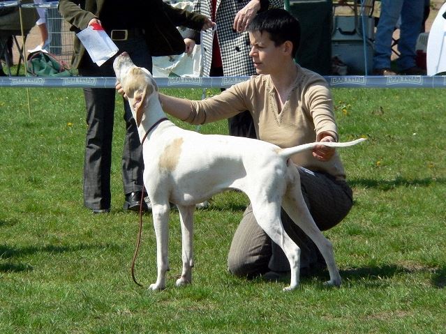 Iphigeneia/Rozi 2008.04.26.Miskolc Cacib Fiatal osztály: HPJ,Best Junior,HFGY (BOB) Bíró: Gyárfás Marianne
