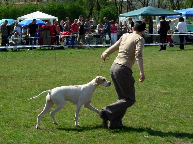 Iphigeneia/Rozi 2008.04.26.Miskolc Cacib Fiatal osztály: HPJ,Best Junior,HFGY (BOB) Bíró: Gyárfás Marianne