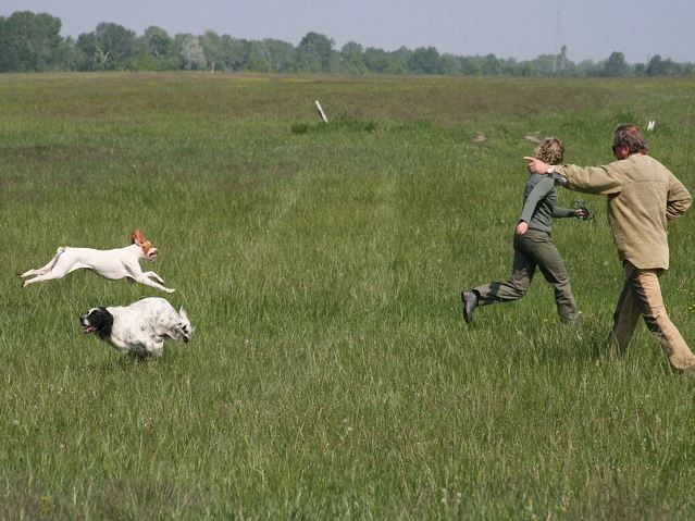 Irisz/Felice 2008.05.04.Cece Field Trial Derby: 12pont "Nagyon jó" minősítés (Apja:Monty 05.03. 8 pont "Jó" minősítés,05.04. 12 pont "Nagyon jó" minősítés-Ezzel megszerezte a munkavizsgát amivel teljesítette a Hungaria champion és Interchampion feltételeit is)