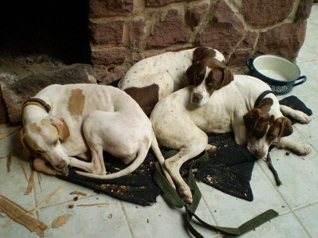 Balatoni teraszon (Iphi/Rozi,Ammily,Viki 2008.06.)