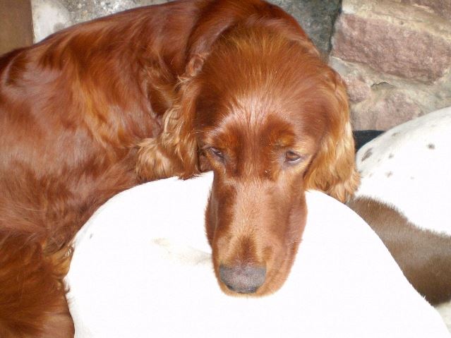 Kelly(Balaton,2008.06.07.)