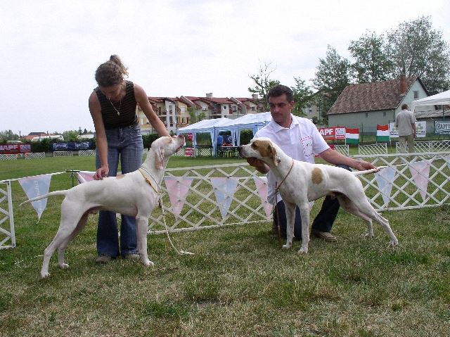 Iron Székesfehérvár CAC 2008.06.01. Fiatal osztály: HPJ,Best junior,HFGY (BOB) Biró: Erdős László-Iron ezzel az eredménnyel teljesítette a Hungaria Junior Champion feltételeit (Tulajdonos: Németh Kolos)