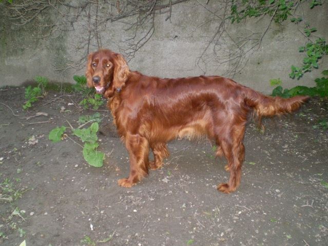 Kelly és a sün udvarunkon (2008.06.15.)