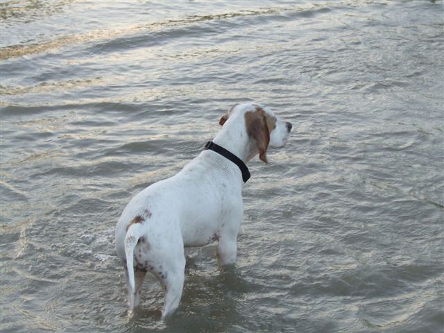 Jim Beam - A Fertő-tó kutyája 