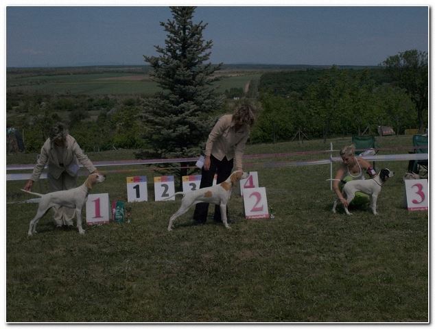 Magyar Pointer Klubkiállítás - 2009.05.09.Lovasberény 
Bíró:Mrs.Geraldine O'Driscol
Jenny - Bébi osztály: Nagyon ígéretes III.