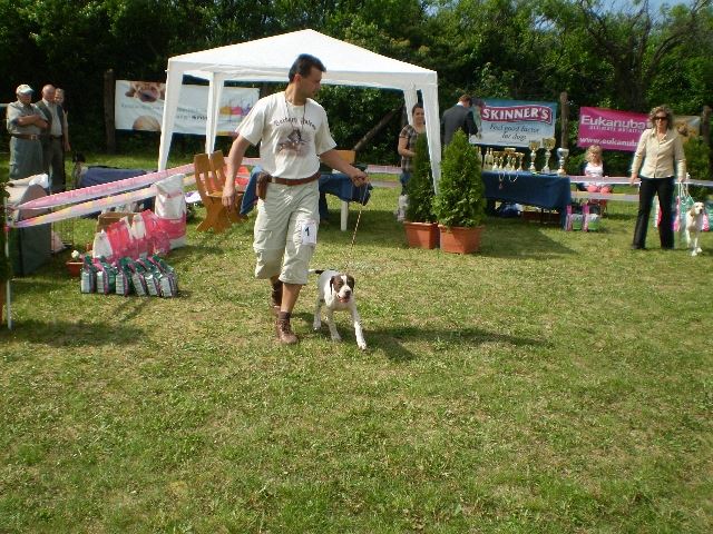 Magyar Pointer Klubkiállítás - 2009.05.09.Lovasberény - 
Bíró:Mrs.Geraldine O'Driscol - 
Jack Daniels -  Bébi osztály: Nagyon ígéretes II. 