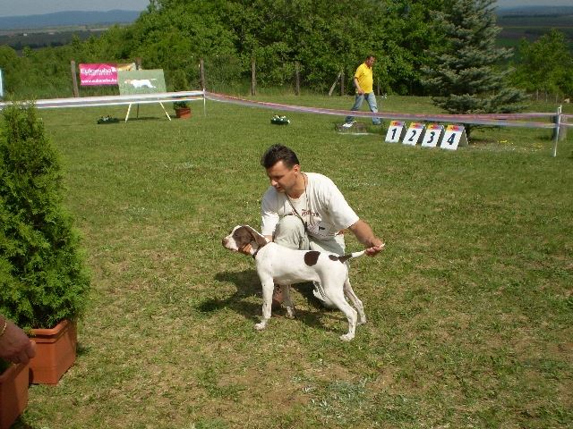 Magyar Pointer Klubkiállítás - 2009.05.09.Lovasberény - 
Bíró:Mrs.Geraldine O'Driscol - 
Jack Daniels -  Bébi osztály: Nagyon ígéretes II. 