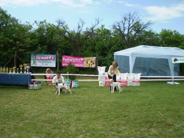 Magyar Pointer Klubkiállítás - 2009.05.09.Lovasberény - 
Bíró:Mrs.Geraldine O'Driscol - 
Bébi osztály: Jim Beam Nagyon ígéretes I.(Legszebb Bébi kan); Jack Daniels Nagyon ígéretes II.