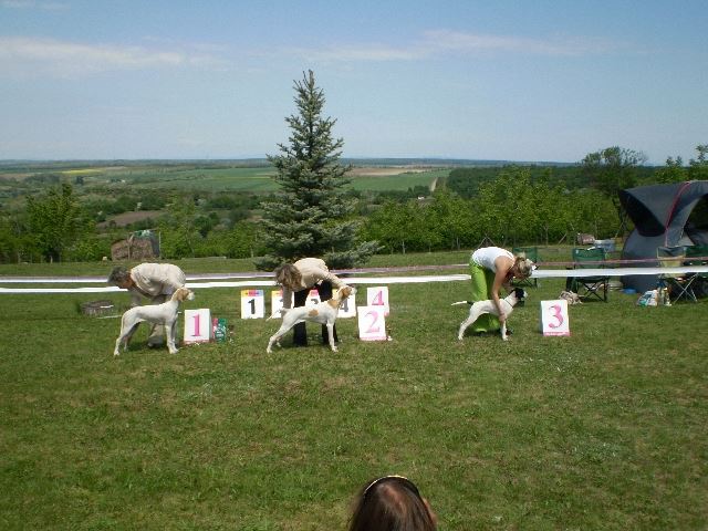 Magyar Pointer Klubkiállítás - 2009.05.09.Lovasberény 
Bíró:Mrs.Geraldine O'Driscol
Jenny - Bébi osztály: Nagyon ígéretes III.