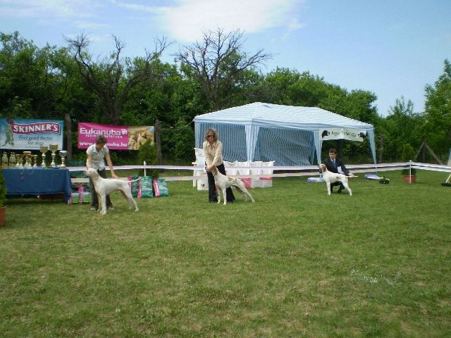Magyar Pointer Klubkiállítás - 2009.05.09.Lovasberény 
Bíró:Mrs.Geraldine O'Driscol
Növendék osztály: Iron, Izidor/Frodó