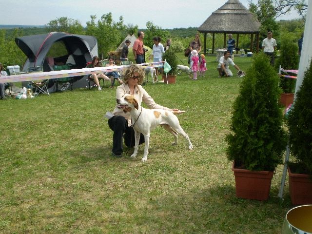 Magyar Pointer Klubkiállítás - 2009.05.09.Lovasberény 
Bíró:Mrs.Geraldine O'Driscol
Izidor/Frodó - Növendék osztály:CAC