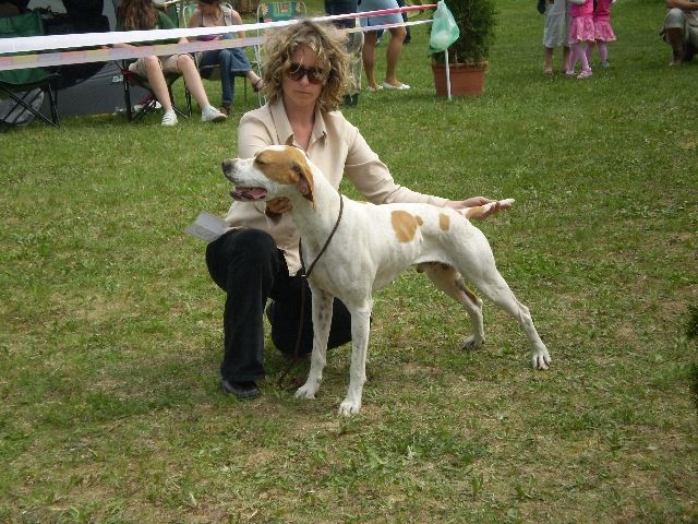 Magyar Pointer Klubkiállítás - 2009.05.09.Lovasberény 
Bíró:Mrs.Geraldine O'Driscol
Izidor/Frodó - Növendék osztály:CAC