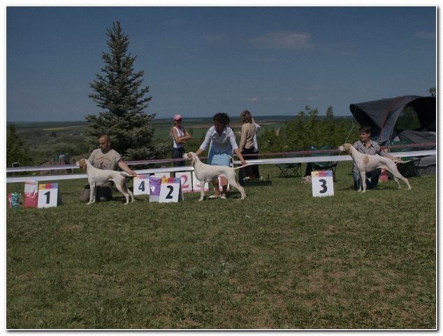 Magyar Pointer Klubkiállítás - 2009.05.09.Lovasberény -  
Bíró:Mrs.Geraldine O'Driscol - 
Iphigeneia/Rozi - Növendék osztály: Kitűnő III.

