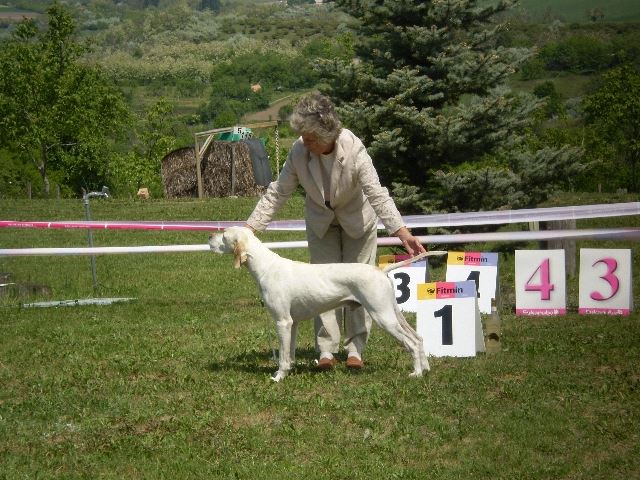 Magyar Pointer Klubkiállítás - 2009.05.09.Lovasberény -  
Bíró:Mrs.Geraldine O'Driscol - Speedy (nagypapa) - Veterán osztály : CAC

