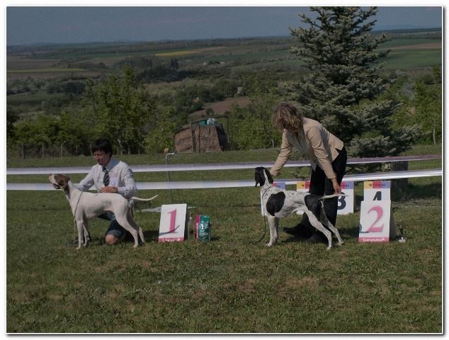 Magyar Pointer Klubkiállítás - 2009.05.09.Lovasberény -  
Bíró:Mrs.Geraldine O'Driscol - 
Izabella/Szellő - Munka osztály. CAC
