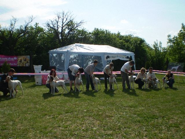 Magyar Pointer Klubkiállítás - 2009.05.09.Lovasberény 
Bíró:Mrs.Geraldine O'Driscol
Utódcsoport II. - Jobbról balra: Jenny,Jack,Jim,Izidor/Frodó,Iron,Iphigeneia/Rozi,Izabella/Szellő,Ammily