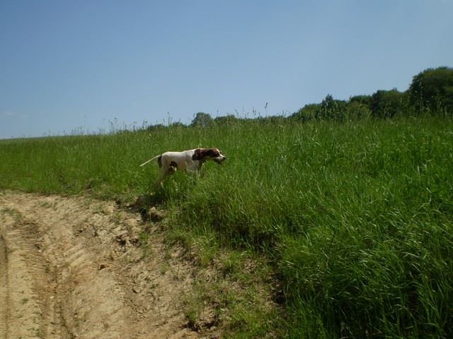 Bakonyi kirándulás (Ammily) - 2009.május 23.