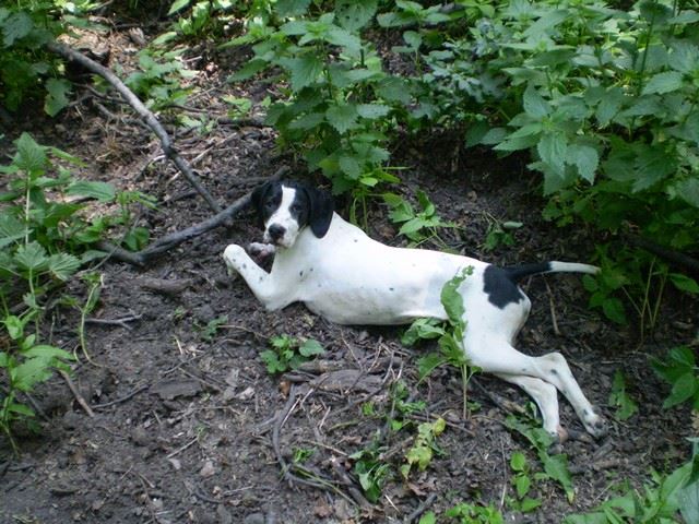 Bakonyi kirándulás (Jenny) - 2009.május 23.