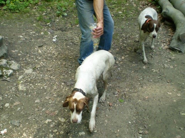 Bakonyi kirándulás (Viki tusol) - 2009.május 23.