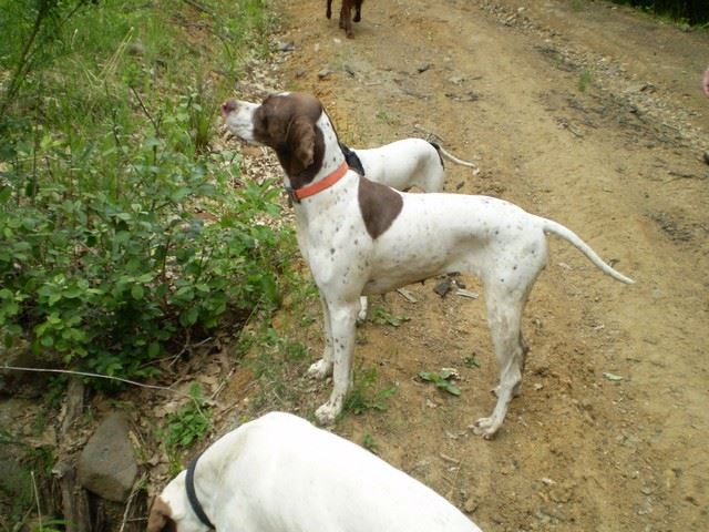 Mátra - 2009.május 30. - júni 1.