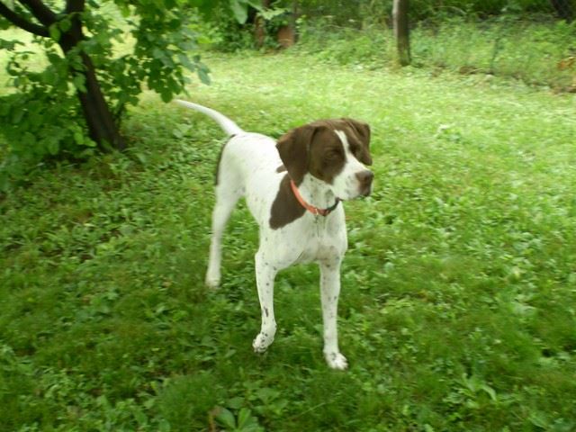 Mátra (Kint: Ammily)- 2009.május 30. - júni 1.