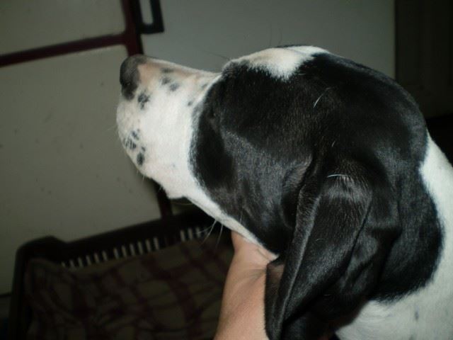 Jenny utolsó napjai nálunk - 2009.június első fele