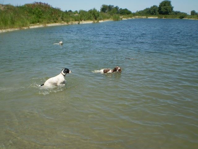Jenny utolsó napjai nálunk - Lébényben Ironéknál (Jenny,Viki,Ammily,Iron) - 2009.június 14.