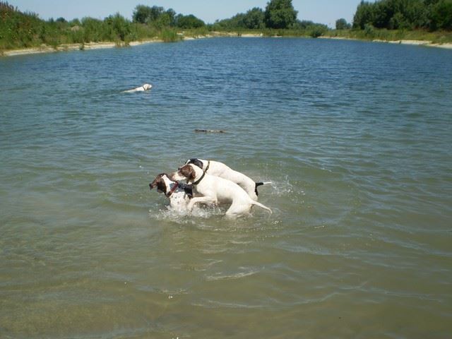 Jenny utolsó napjai nálunk - Lébényben Ironéknál (Jenny,Viki,Ammily,Iron) - 2009.június 14.