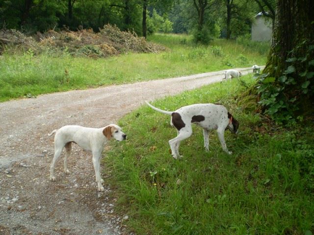 Janka látogatása Ausztriában -  Anja,Ammily - 2009.június 21.